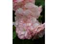 Pink and white begonias 1